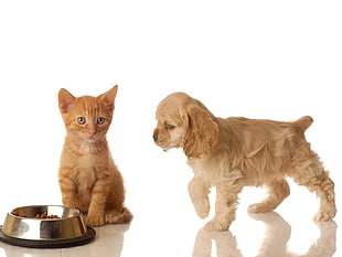 orange Tabby kitten and English Cocker Spaniel puppy HD wallpaper