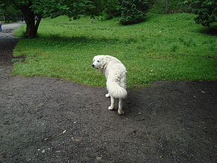 white and black short-coated dog, animals, dog