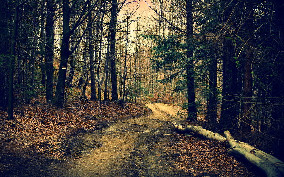 log beside road on a forest HD wallpaper