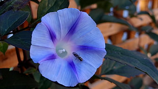 macroshot photo of purple flower