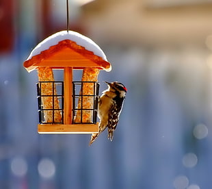 orange birdhouse and black and white bird, nature, birds HD wallpaper