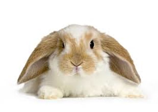 brown and white rabbit