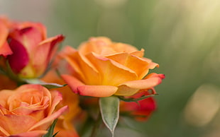 orange-and-red petaled flower photography