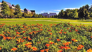 landscape photo of orange flowers and green grass field