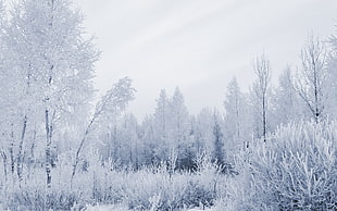 snow covered trees HD wallpaper