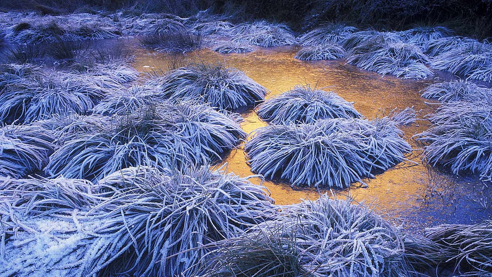 white mop lot, ice, winter, cold, landscape HD wallpaper