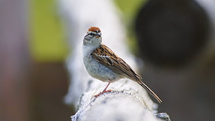 brown sparrow, sparrow, birds, blurred