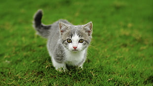 gray and white tabby cat, grass, cat, animals