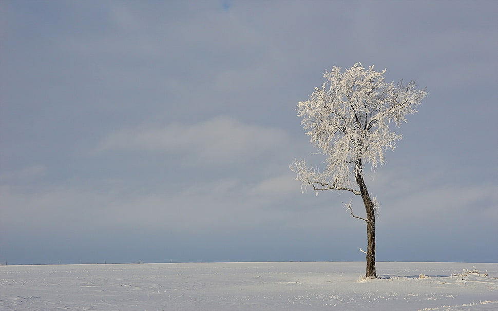 tree covered with snow HD wallpaper