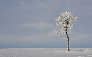 tree covered with snow