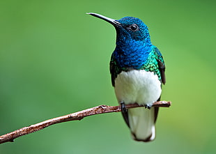 shallow focus of blue and white bird on brown wooden stick, white-necked jacobin