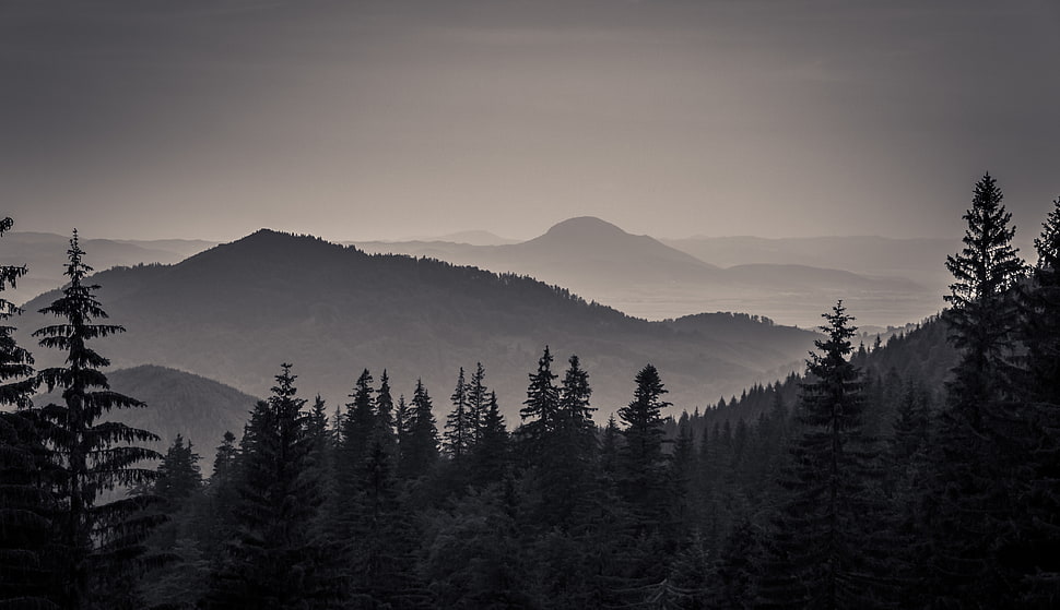pines trees on mountains HD wallpaper