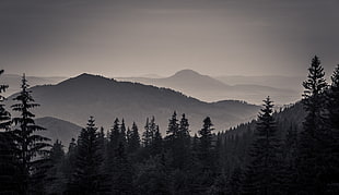 pines trees on mountains