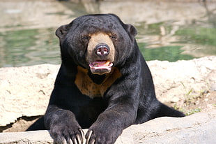 black wild bear HD wallpaper