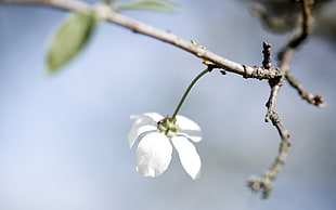 white flower macro photography HD wallpaper