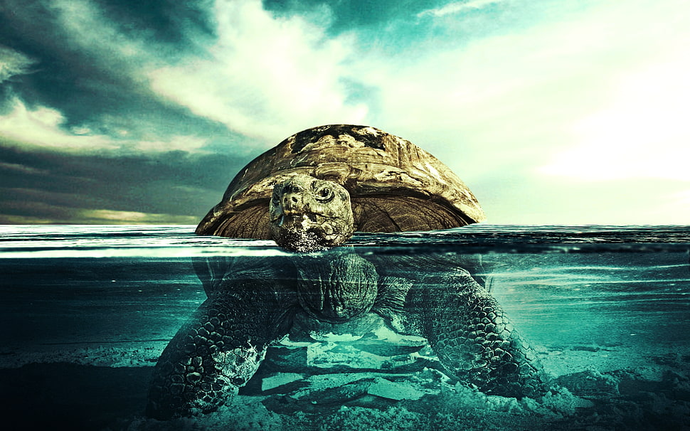 brown and black Tortoise HD wallpaper
