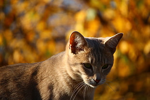 shallow depth of field photo of orange Tabby cat