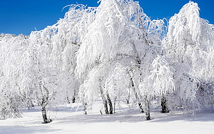 white leafed trees, winter, forest, snow, clear sky HD wallpaper
