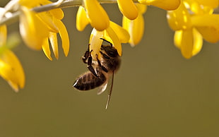 black Honey Bee perched on yellow petaled flower