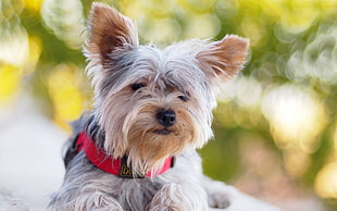 black and tan Yorkshire Terrier