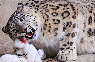 Leopard during daytime