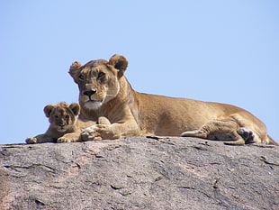 lioness laying on rocks near cub HD wallpaper