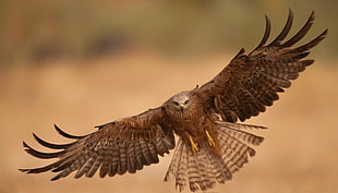 photography of brown eagle during daytime HD wallpaper