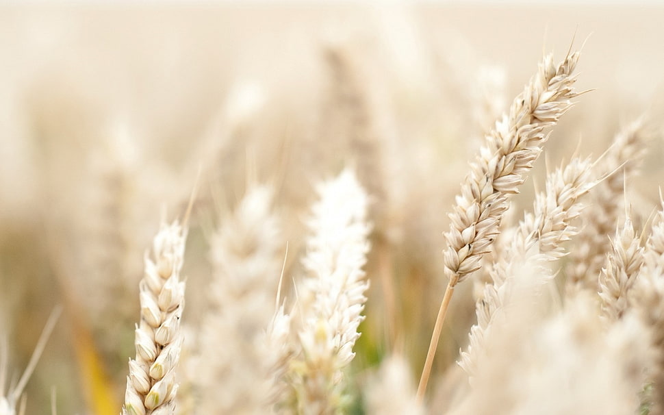 wheat grasses, Rye, plants HD wallpaper