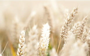 wheat grasses, Rye, plants