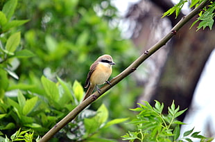 depth of view photography of beige and brown bird on brown branch