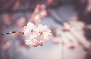 selective focus photography of white petal flowers HD wallpaper