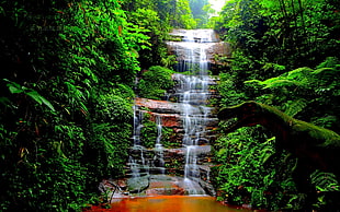 waterfall beside green plants photography