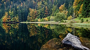 body of water beside trees, nature, trees, reflection, landscape