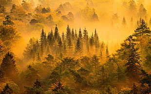 forest painting, nature, landscape, mist, forest