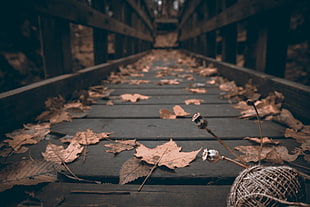 worms eye view photography of brown wooden dock