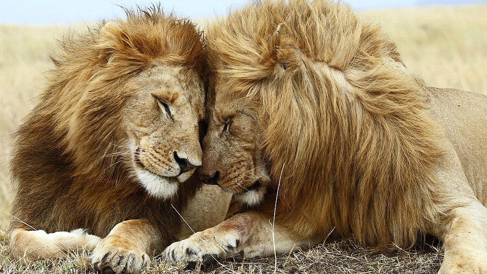 two lions, animals, lion HD wallpaper
