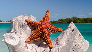 orange starfish, nature, starfish, sea, water HD wallpaper