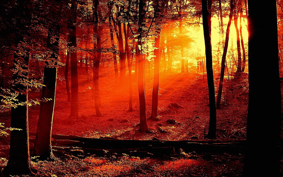 trees, nature HD wallpaper