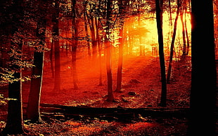 trees, nature HD wallpaper