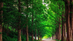 green leafed tree, landscape, nature, trees