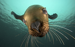 brown and black sea lion, nature, animals, seals, underwater