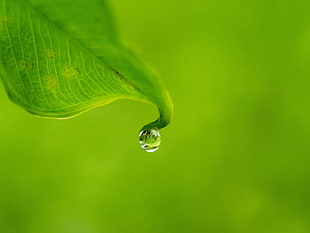 green leaf, water drops, leaves