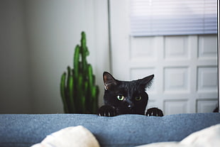 short-fur black cat, cat, pet, black cats, depth of field