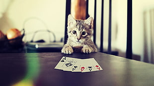 white and black cat figurine, cat, poker, kittens HD wallpaper