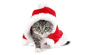 silver tabby kitten, Christmas, cat HD wallpaper