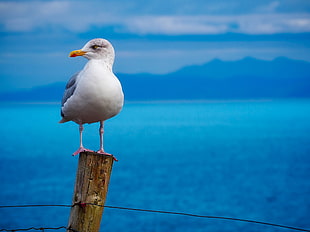 white bird on brown wooden post