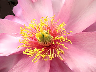 pink and yellow flower HD wallpaper