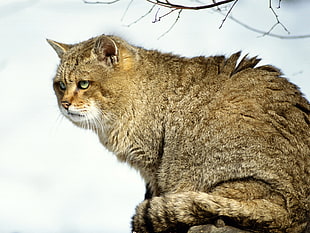 brown long-coat cat HD wallpaper