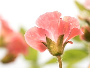 macro photography of pink petaled flower on bloom with dewdrops on petals at daytime, geranium