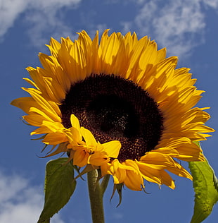 low angle photography of Sunflower during daytime